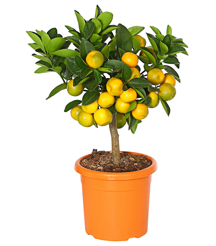 Calamondinorange